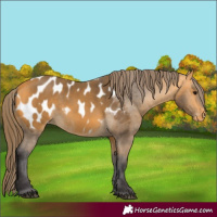 Horse Color:Buckskin Appaloosa 