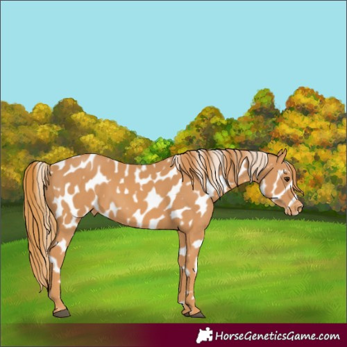 Horse Color:Chestnut Appaloosa 