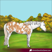 Horse Color:Chestnut Appaloosa 