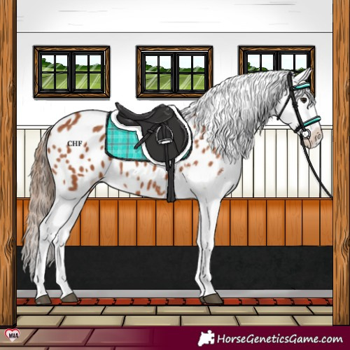 Horse Color:Bay Appaloosa 