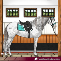 Horse Color:Grullo Roan Appaloosa