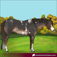 Horse Color:White Spotted Liver Chestnut Sabino 