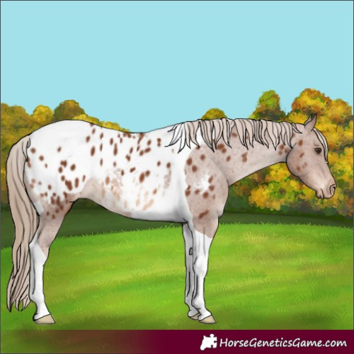 Horse Color:Chestnut Tobiano Appaloosa 