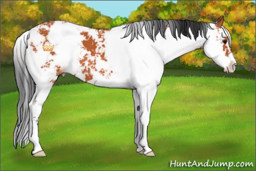 Horse Color:Bay Sabino