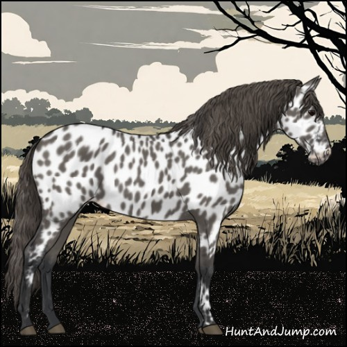 Horse Color:Grullo Appaloosa 