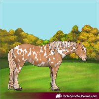 Horse Color:Chestnut Near Leopard 
