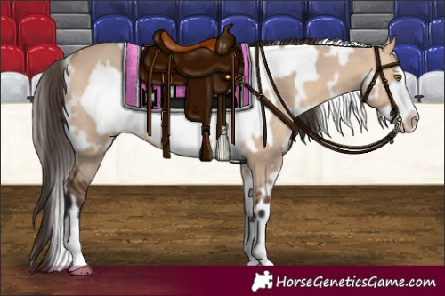Horse Color:White Spotted Bay Dun Frame 