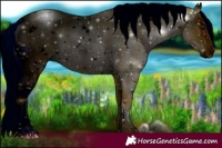 Horse Color:ERROR: UNKNOWN ANOMALY