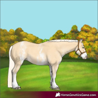 Horse Color:White Spotted Gold Cream Champagne