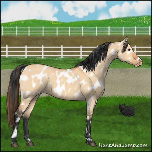 Horse Color:Bay Dun Near Leopard