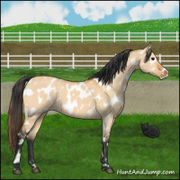 Horse Color:Bay Dun Near Leopard 