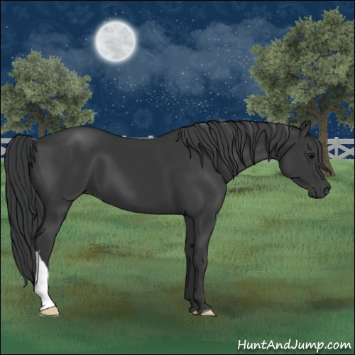 Horse Color:Black 