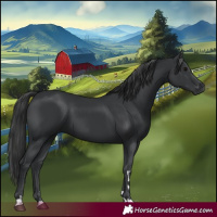 Horse Color:Black 