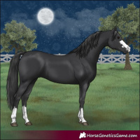 Horse Color:Black 