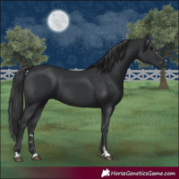 Horse Color:Black 