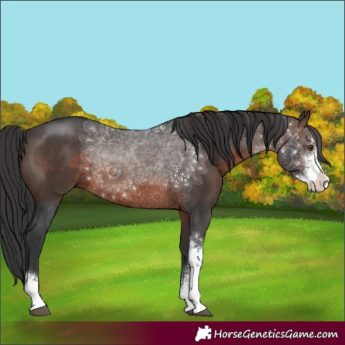 Horse Color:Brown Sabino