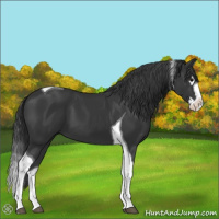 Horse Color:Black Splash Tobiano 