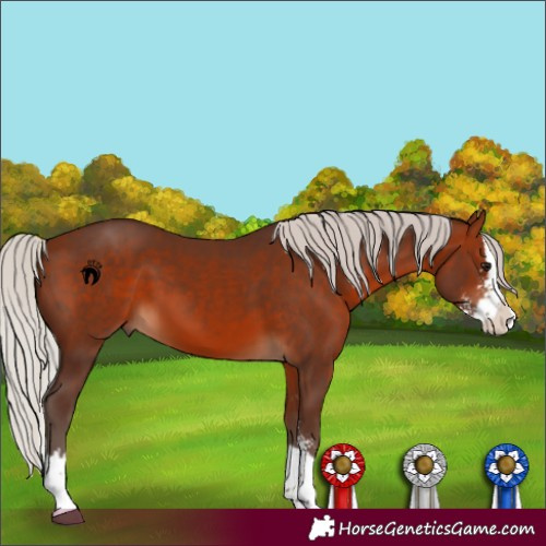 Horse Color:Silver Bay Sabino Splash 