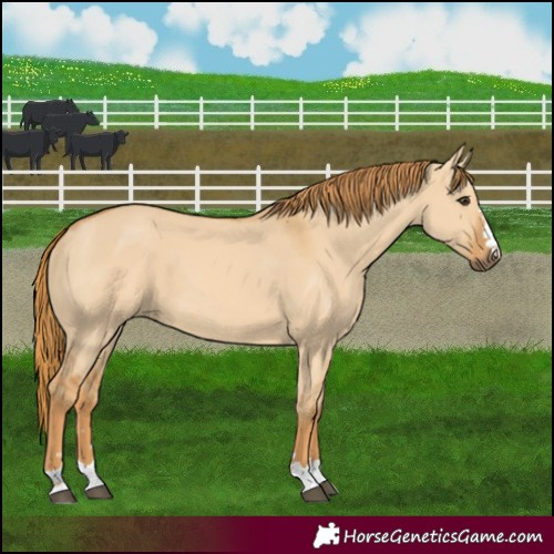 Horse Color:Red Dun 
