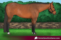 Horse Color:Bay Rabicano 