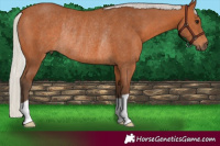 Horse Color:Silver Bay Rabicano