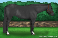 Horse Color:Black Rabicano