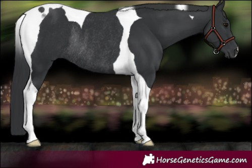 Horse Color:Black Tobiano Rabicano