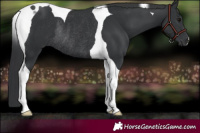 Horse Color:Black Tobiano Rabicano 