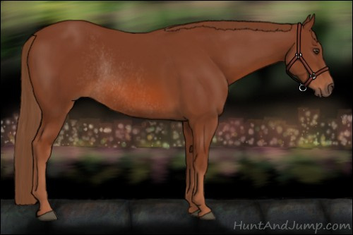 Horse Color:Chestnut Rabicano 