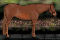 Horse Color:Chestnut Rabicano