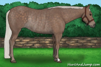 Horse Color:Silver Black Rabicano 