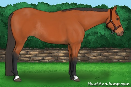 Horse Color:Bay Rabicano 