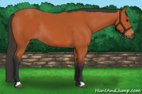 Horse Color:Bay Rabicano 
