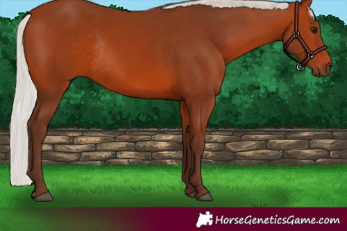 Horse Color:Silver Bay Rabicano 