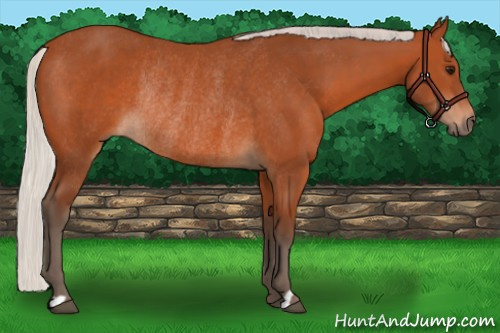 Horse Color:Silver Bay Rabicano 