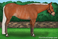 Horse Color:Silver Bay Rabicano 