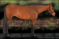 Horse Color:Bay Rabicano 