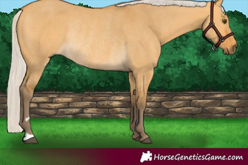 Horse Color:Silver Buckskin Dun Rabicano 