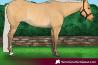 Horse Color:Silver Buckskin Dun Rabicano 