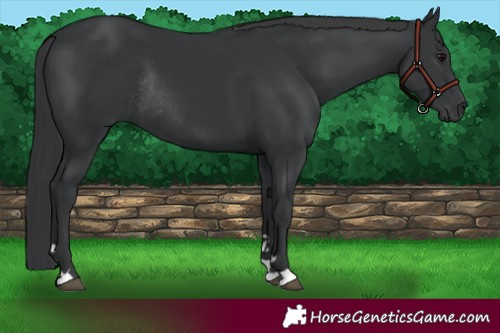 Horse Color:Black Rabicano 