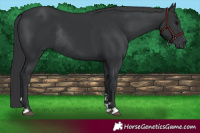 Horse Color:Black Rabicano 