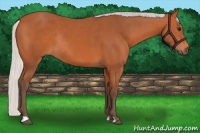 Horse Color:Silver Bay Rabicano