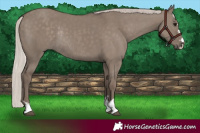 Horse Color:Silver Grullo Rabicano 