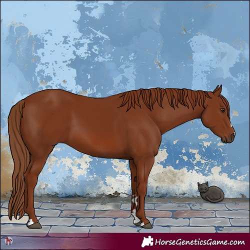Horse Color:Chestnut 