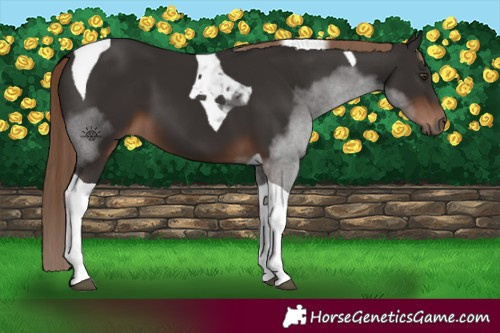 Horse Color:Liver Chestnut Tobiano