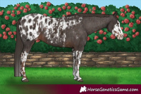 Horse Color:Liver Chestnut Sabino Splash Appaloosa and Liver Chestnut Sabino Splash Appaloosa