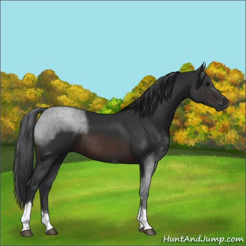 Horse Color:Brown Tobiano