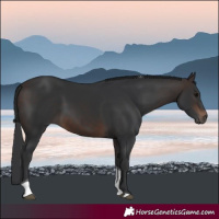Horse Color:Brown Tobiano