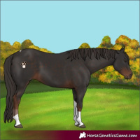 Horse Color:Liver Chestnut Tobiano 