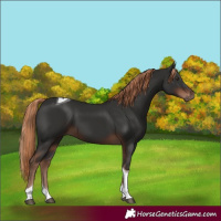 Horse Color:Liver Chestnut Tobiano 